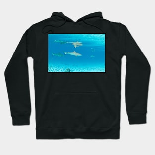 Double Shark Tahiti Hoodie